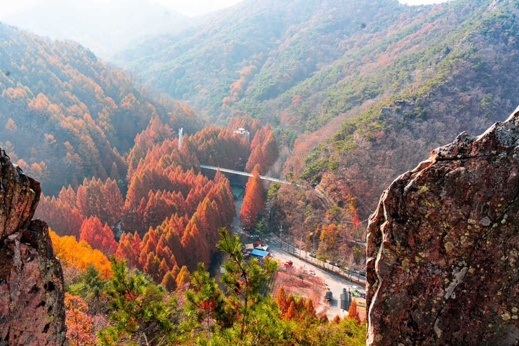 눈부시게 아름다웠던 대전 장태산 메타세콰이어 단풍 풍경 13