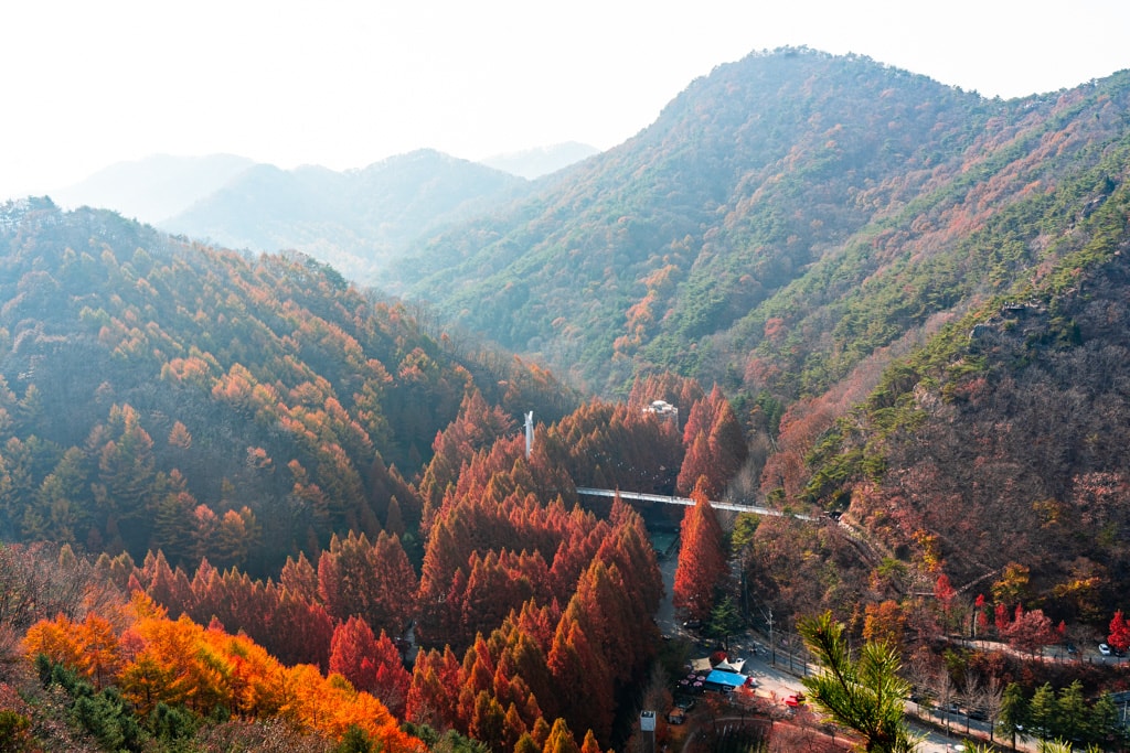 눈부시게 아름다웠던 대전 장태산 메타세콰이어 단풍 풍경 14