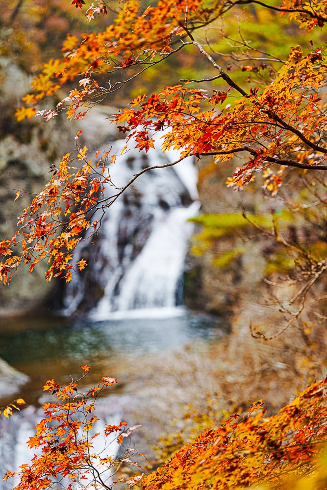 청송 주산지 및 주왕산 단풍 여행기 26