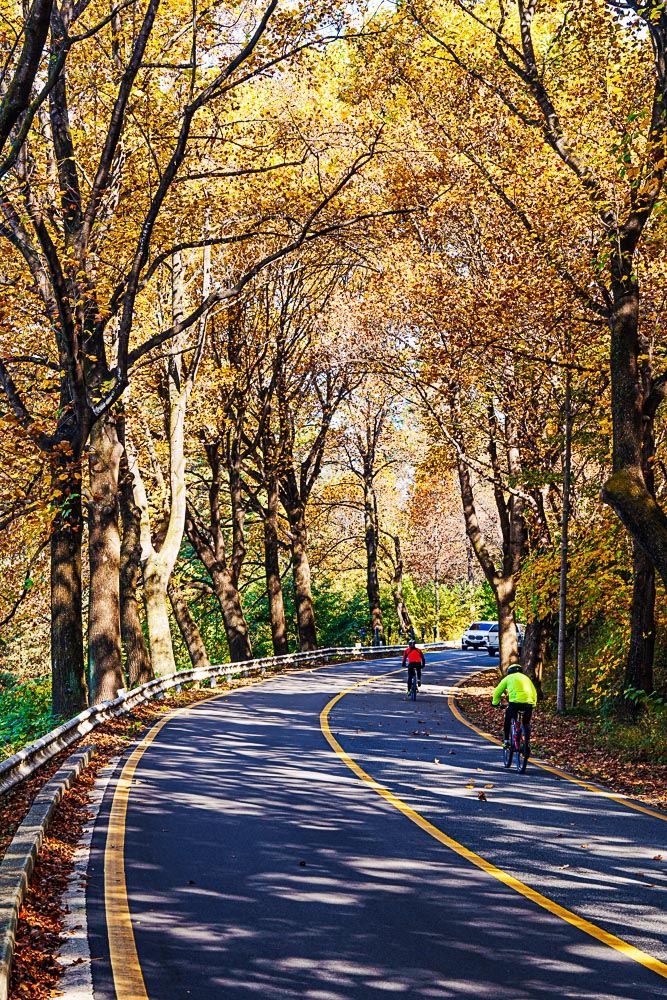 청남대 가로수길 단풍길을 담아보다. 1