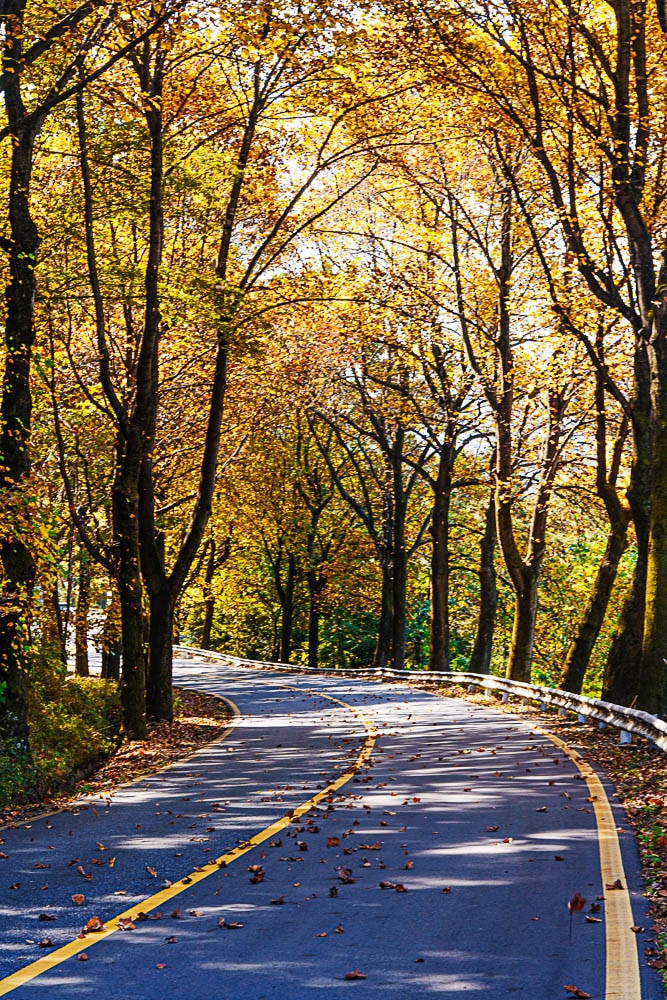 청남대 가로수길 단풍길을 담아보다. 2