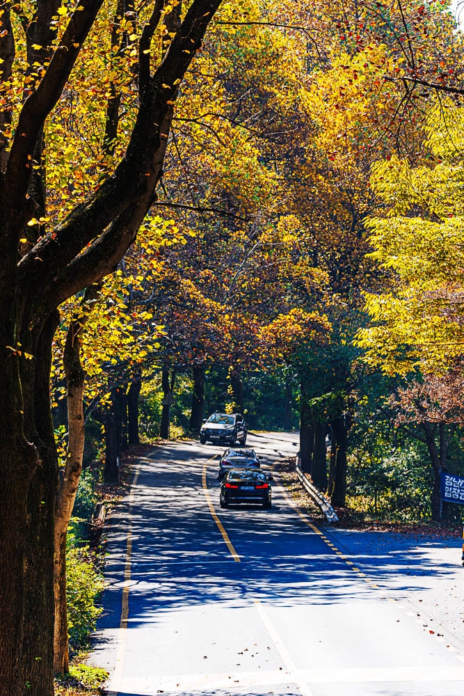 청남대 가로수길 단풍길을 담아보다. 3