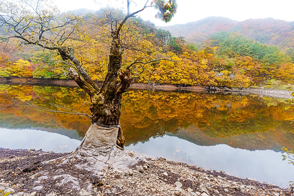 청송 주산지 및 주왕산 단풍 여행기 5