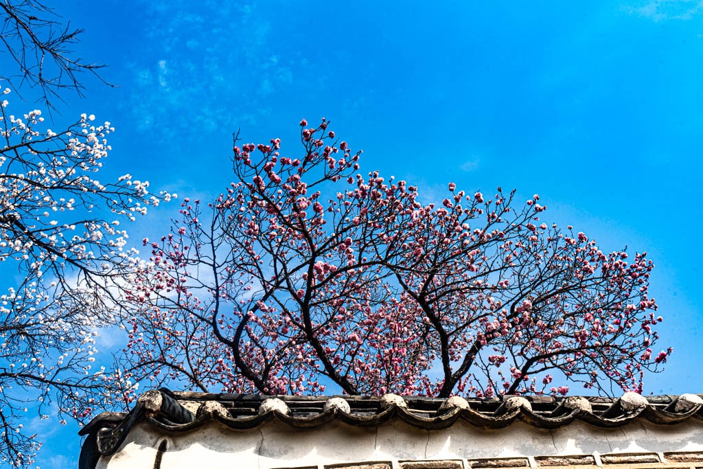 25년 봄 매화향을 찾아, 아름다운 매화 명소와 25년 매화 개화 시기 20