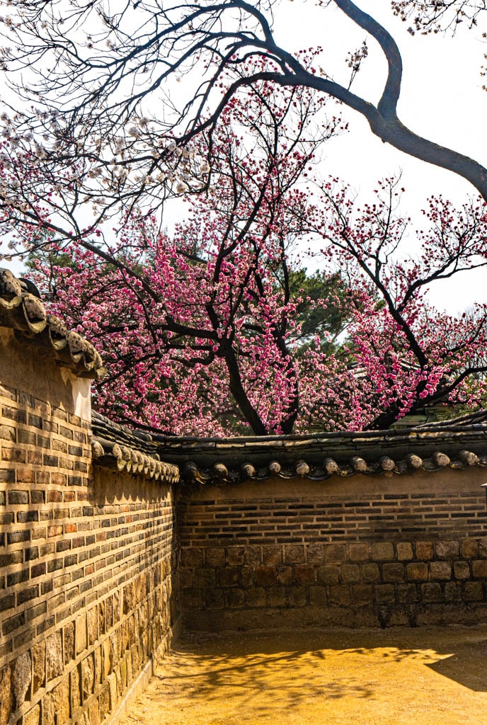 25년 봄 매화향을 찾아, 아름다운 매화 명소와 25년 매화 개화 시기 22