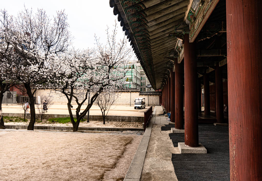 25년 봄 매화향을 찾아, 아름다운 매화 명소와 25년 매화 개화 시기 24