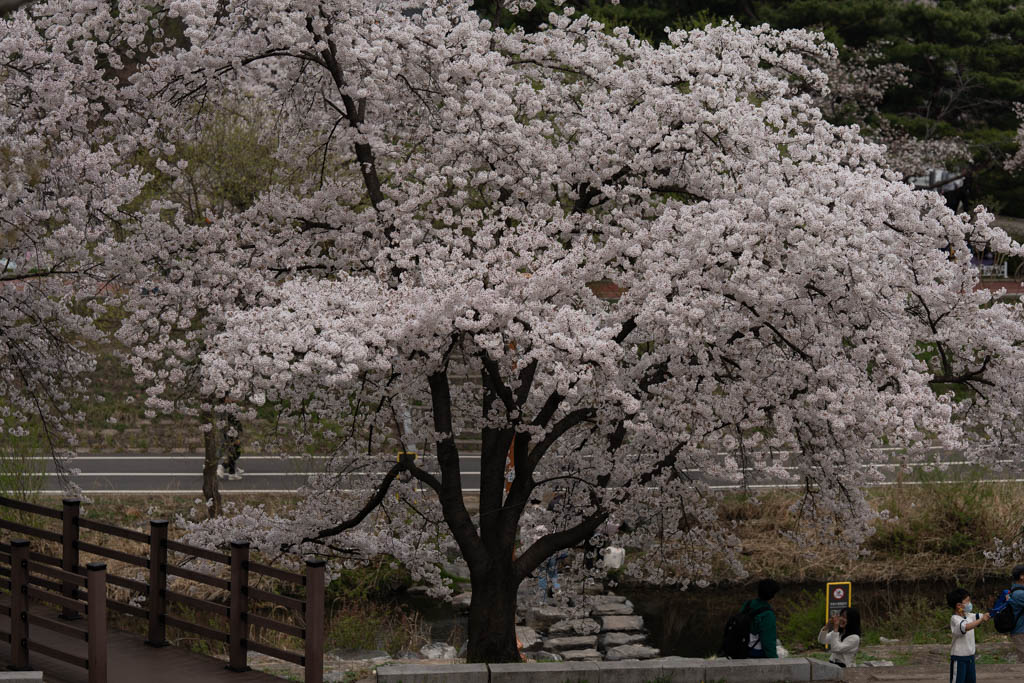 2024년 4월 분당 중앙공원 벚꽂 구경-5544