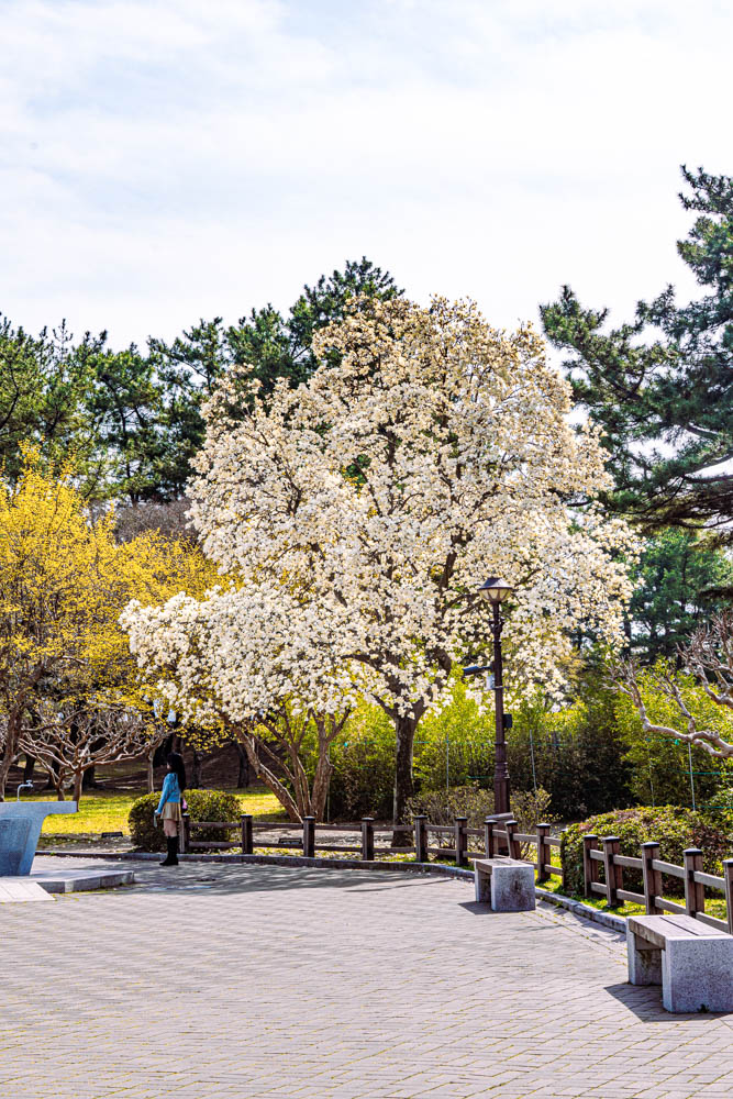 늦었지만 아름다웠던 경주 대릉원 목련 출사기 91