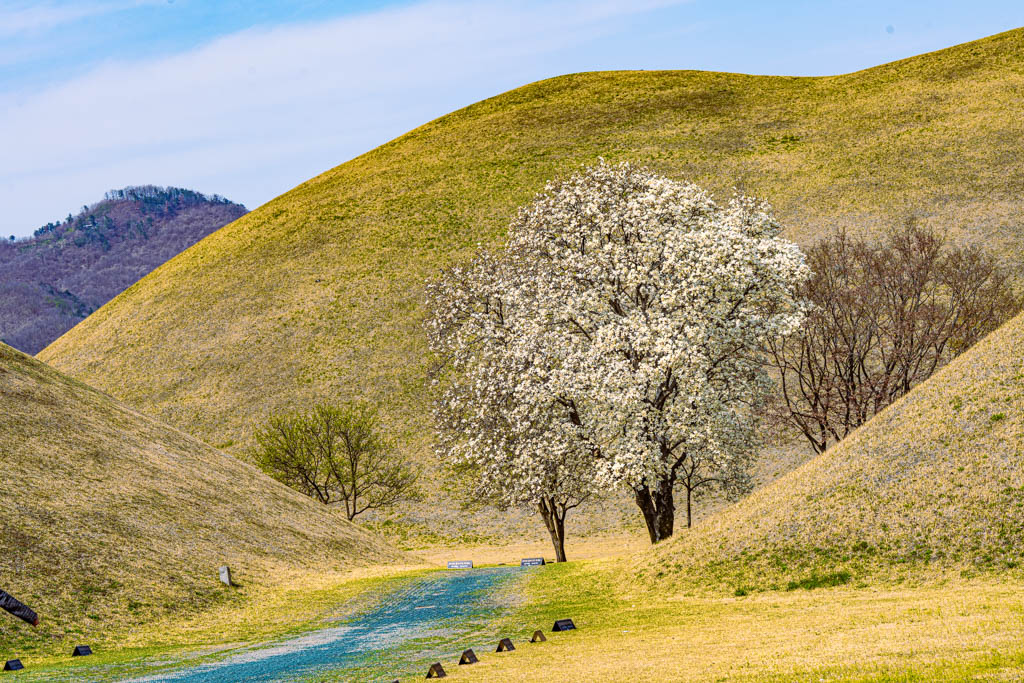 늦었지만 아름다웠던 경주 대릉원 목련 출사기 92