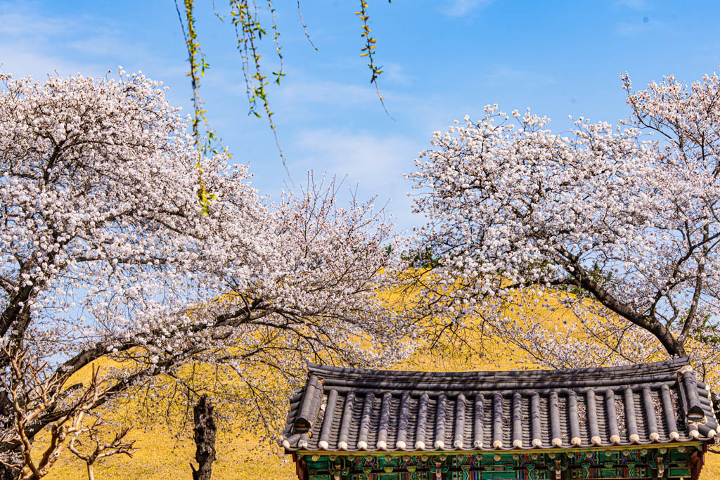 늦었지만 아름다웠던 경주 대릉원 목련 출사기 88