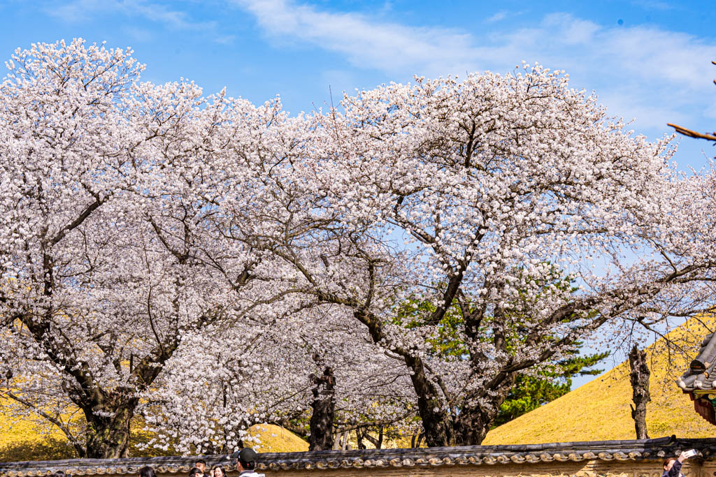 늦었지만 아름다웠던 경주 대릉원 목련 출사기 89
