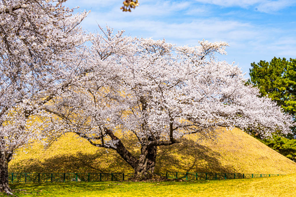 늦었지만 아름다웠던 경주 대릉원 목련 출사기 90