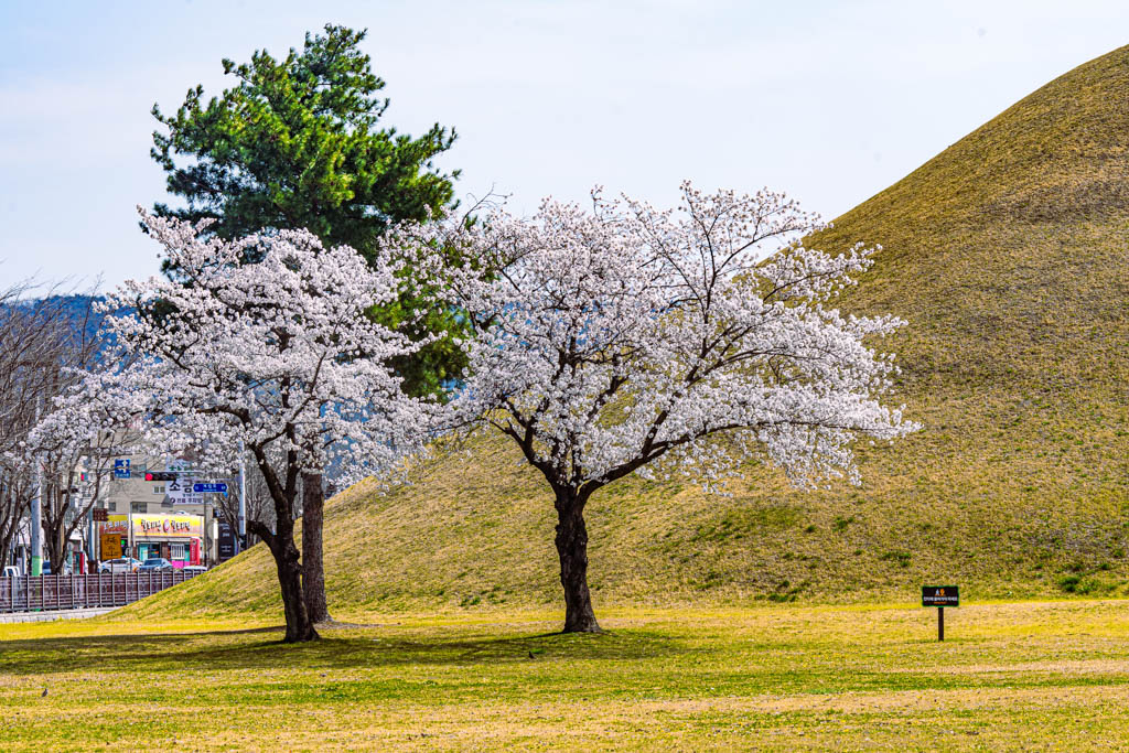 늦었지만 아름다웠던 경주 대릉원 목련 출사기 94