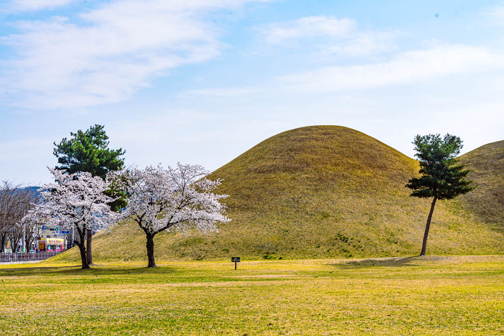 늦었지만 아름다웠던 경주 대릉원 목련 출사기 95