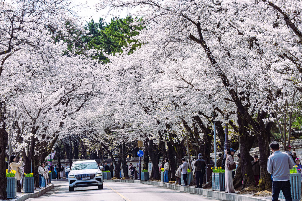 늦었지만 아름다웠던 경주 대릉원 목련 출사기 84