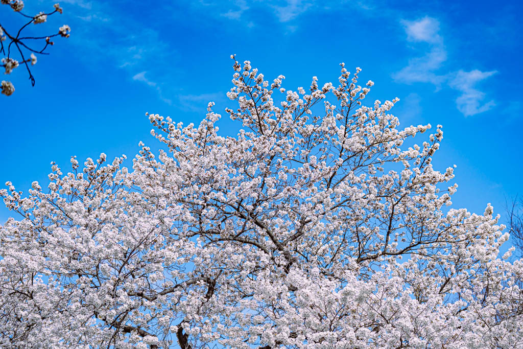 늦었지만 아름다웠던 경주 대릉원 목련 출사기 85