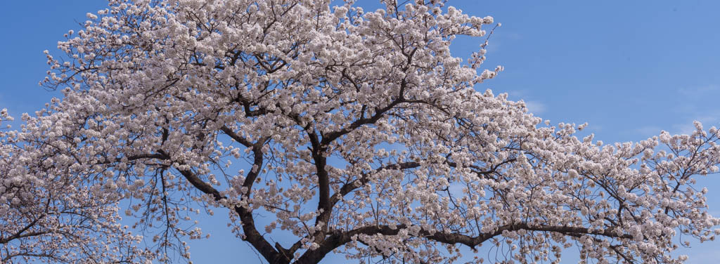 늦었지만 아름다웠던 경주 대릉원 목련 출사기 87