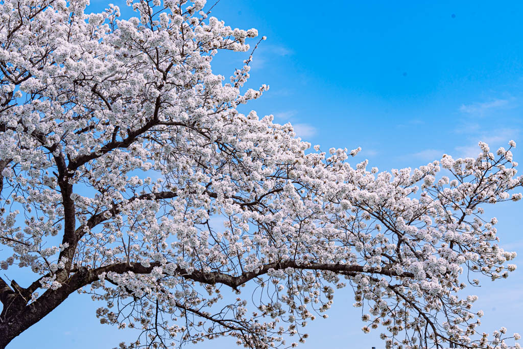 늦었지만 아름다웠던 경주 대릉원 목련 출사기 86