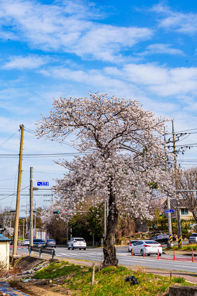 늦었지만 아름다웠던 경주 대릉원 목련 출사기 83