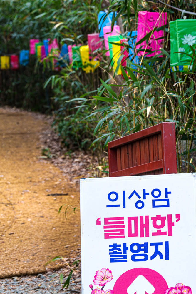 2025년 탐매여행 세번째, 구례 화엄사 화엄매 출사기 116