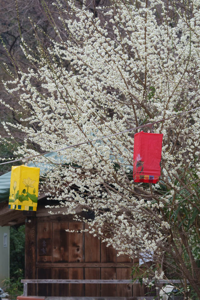 2025년 탐매여행 세번째, 구례 화엄사 화엄매 출사기 118