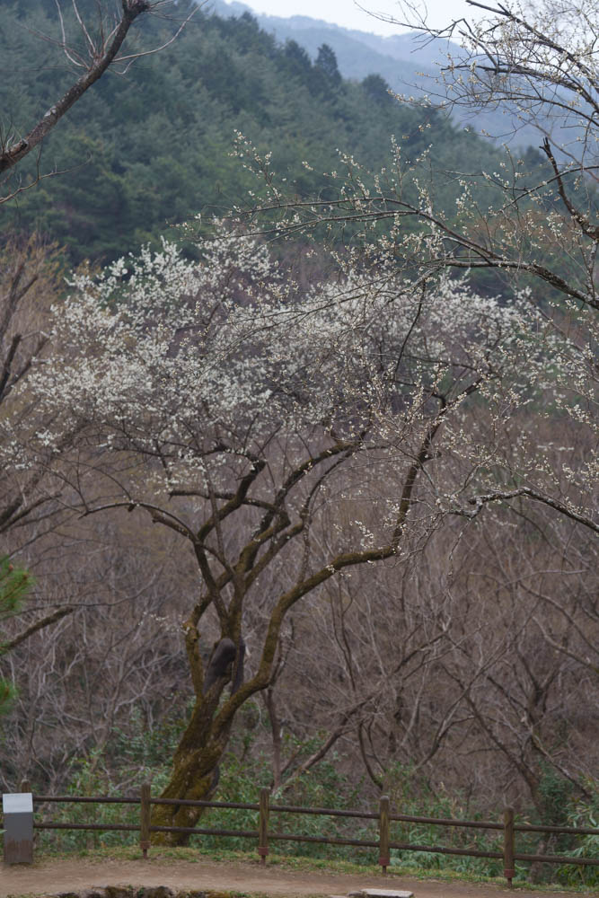 2025년 탐매여행 세번째, 구례 화엄사 화엄매 출사기 119