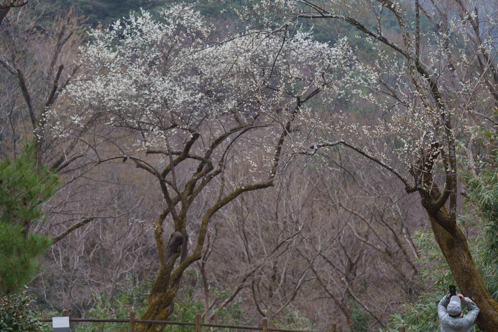 2025년 탐매여행 세번째, 구례 화엄사 화엄매 출사기 121