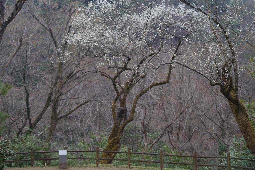 2025년 탐매여행 세번째, 구례 화엄사 화엄매 출사기 120