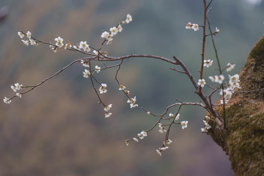 2025년 탐매여행 세번째, 구례 화엄사 화엄매 출사기 122