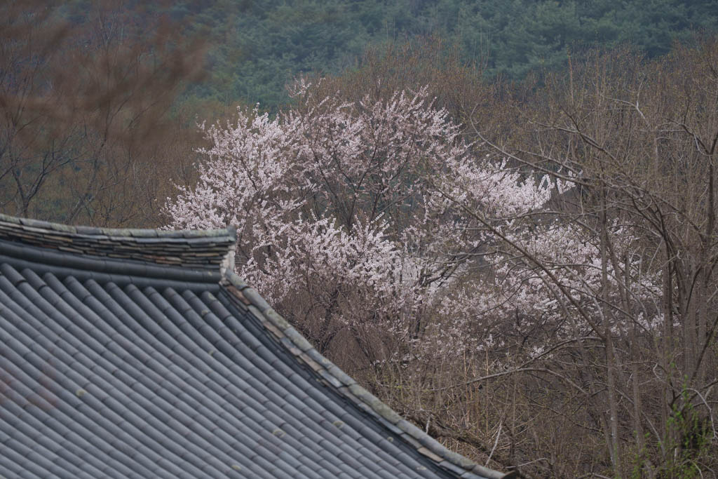 2025년 탐매여행 세번째, 구례 화엄사 화엄매 출사기 124