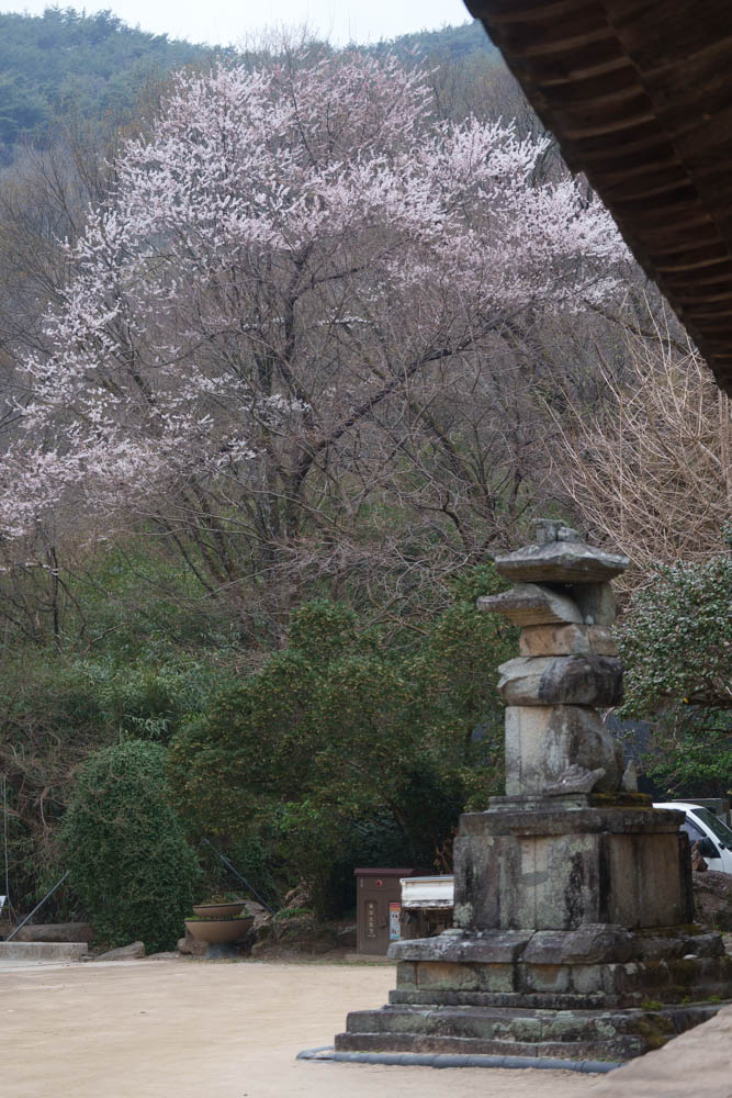 2025년 탐매여행 세번째, 구례 화엄사 화엄매 출사기 123