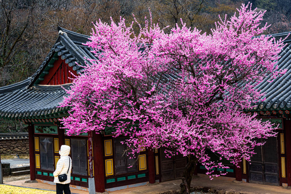 2025년 탐매여행 세번째, 구례 화엄사 화엄매 출사기 96