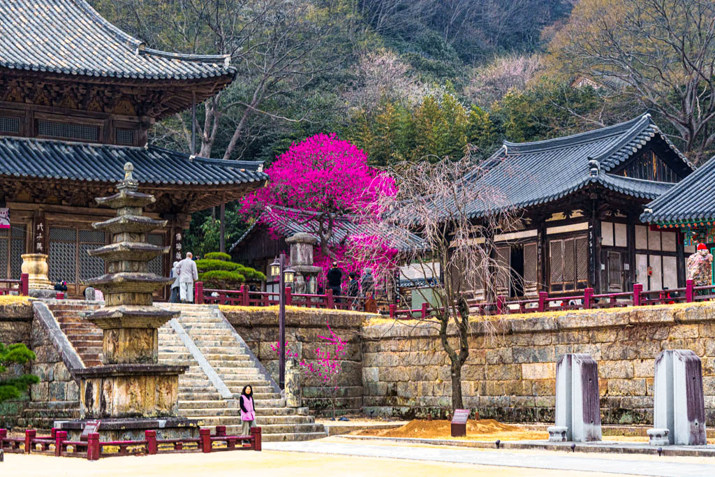 2025년 탐매여행 세번째, 구례 화엄사 화엄매 출사기 100