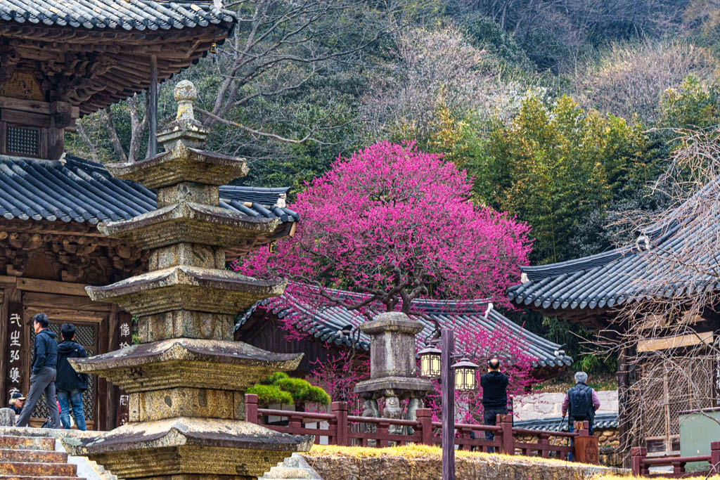 2025년 탐매여행 세번째, 구례 화엄사 화엄매 출사기 101