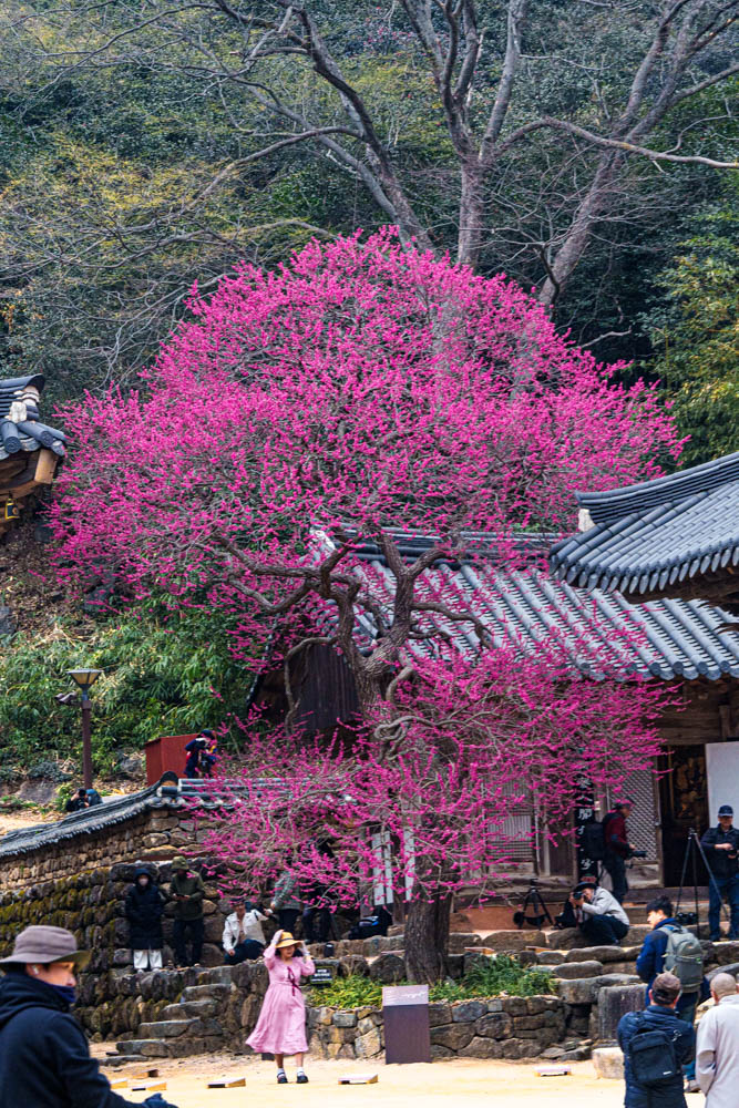 2025년 탐매여행 세번째, 구례 화엄사 화엄매 출사기 102