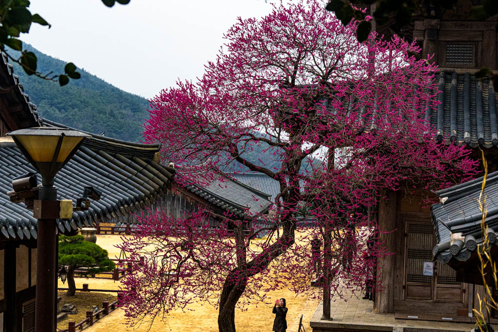 2025년 탐매여행 세번째, 구례 화엄사 화엄매 출사기 109