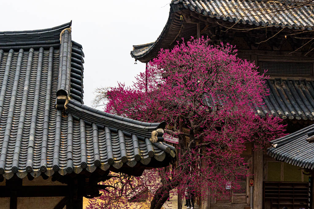 2025년 탐매여행 세번째, 구례 화엄사 화엄매 출사기 110