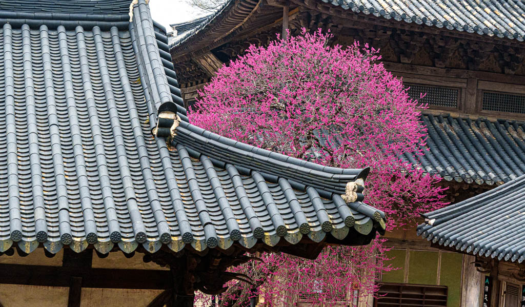 2025년 탐매여행 세번째, 구례 화엄사 화엄매 출사기 111