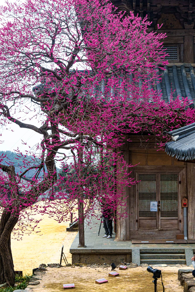 2025년 탐매여행 세번째, 구례 화엄사 화엄매 출사기 108