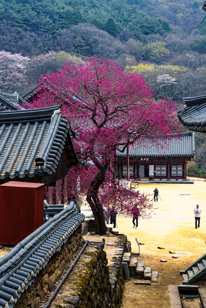 2025년 탐매여행 세번째, 구례 화엄사 화엄매 출사기 105