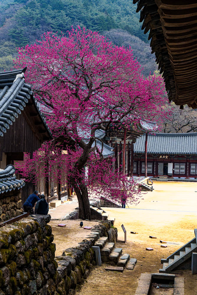 2025년 탐매여행 세번째, 구례 화엄사 화엄매 출사기 106