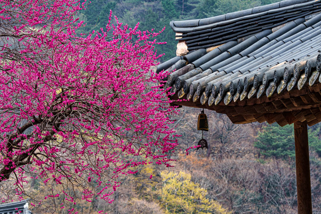 2025년 탐매여행 세번째, 구례 화엄사 화엄매 출사기 112