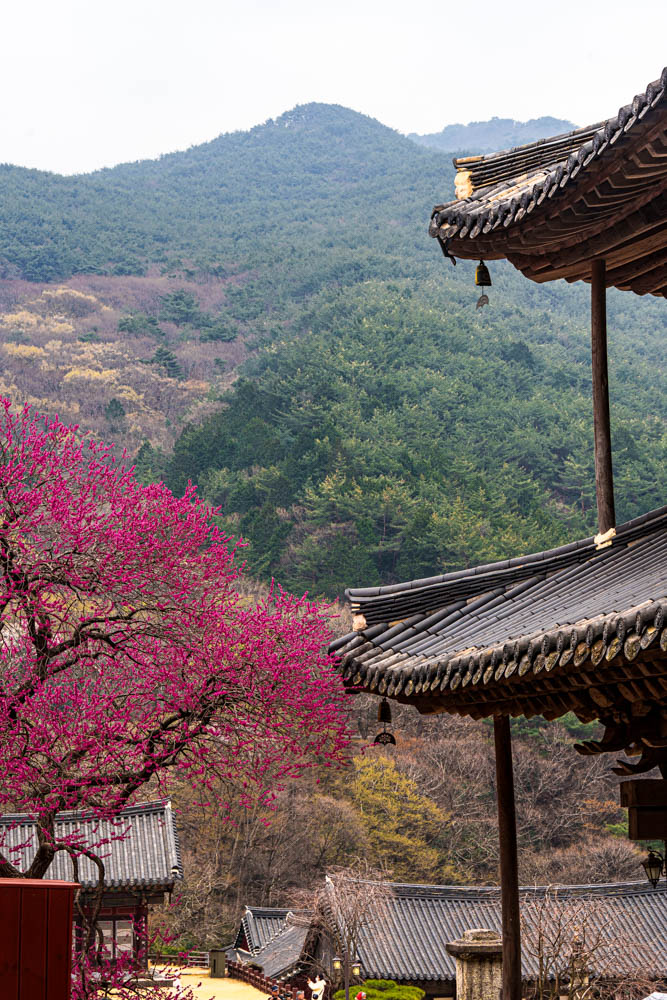 2025년 탐매여행 세번째, 구례 화엄사 화엄매 출사기 113