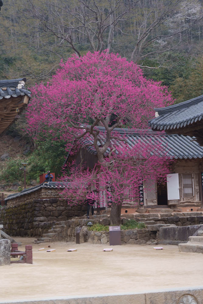 2025년 탐매여행 세번째, 구례 화엄사 화엄매 출사기 104