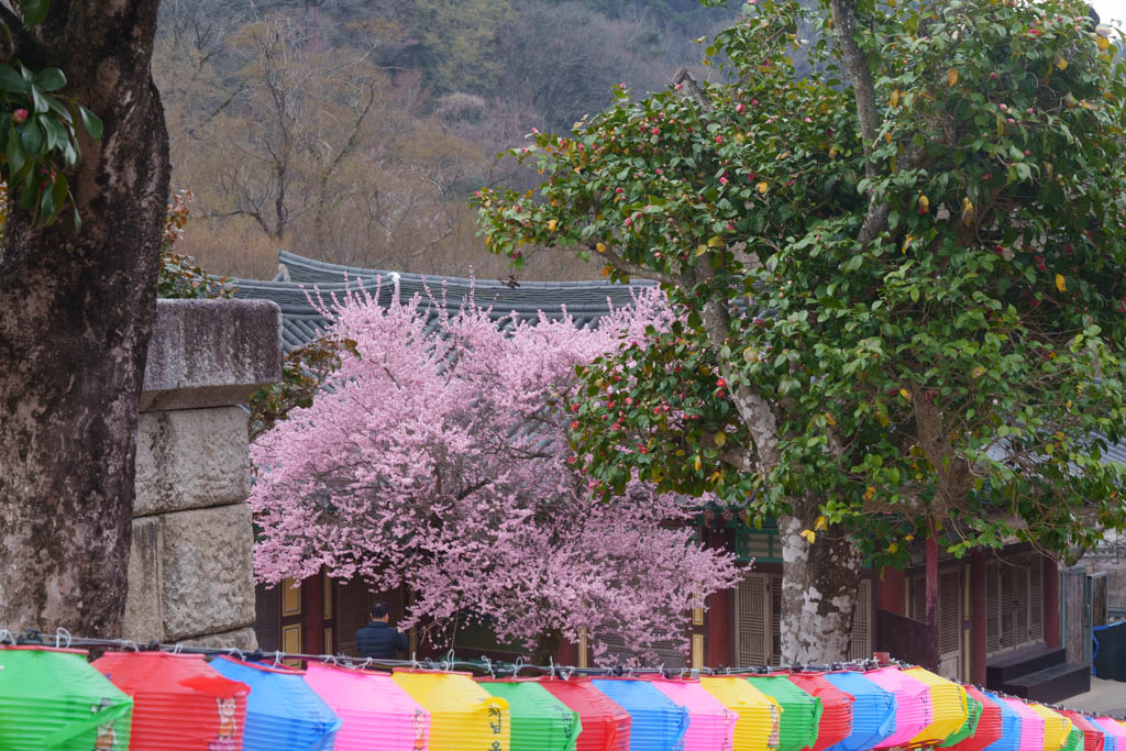 2025년 탐매여행 세번째, 구례 화엄사 화엄매 출사기 97