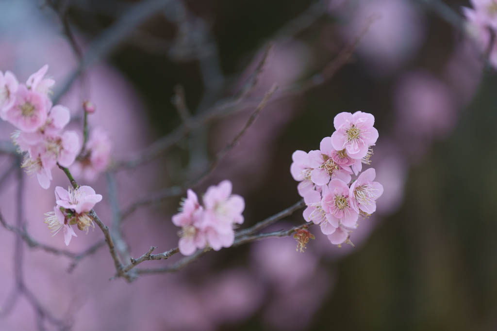 2025년 탐매여행 세번째, 구례 화엄사 화엄매 출사기 98