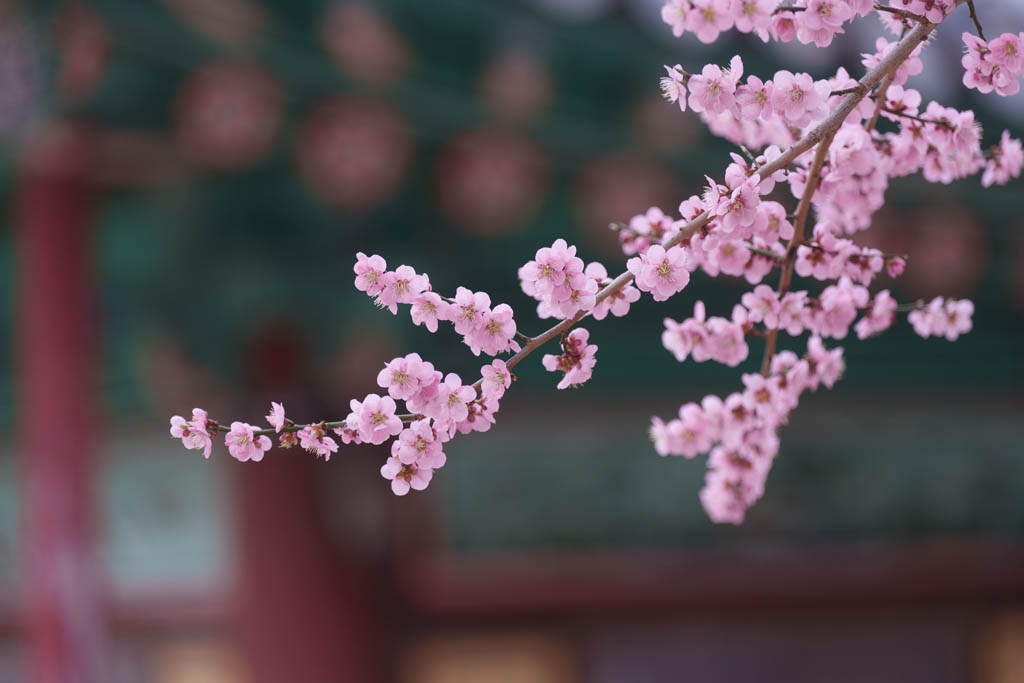 2025년 탐매여행 세번째, 구례 화엄사 화엄매 출사기 99