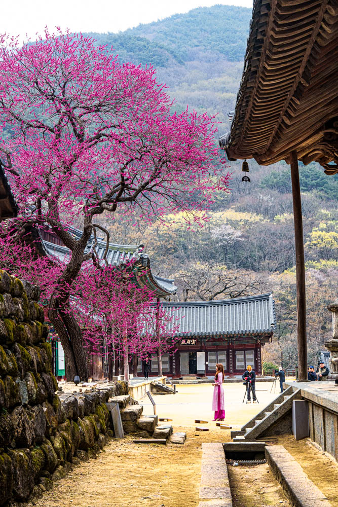 2025년 탐매여행 세번째, 구례 화엄사 화엄매 출사기 107