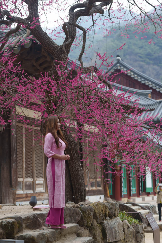 2025년 탐매여행 세번째, 구례 화엄사 화엄매 출사기 114