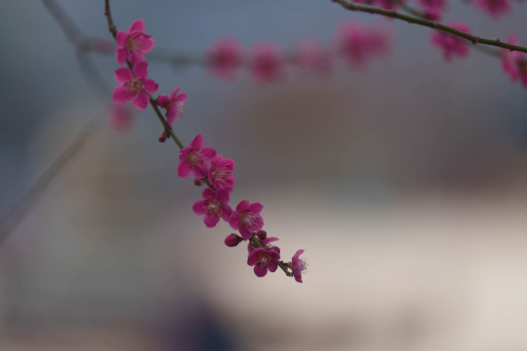 2025년 탐매여행 세번째, 구례 화엄사 화엄매 출사기 103